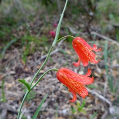 Fritillaria recurva