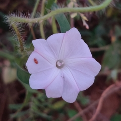 Ipomoea aquatica
