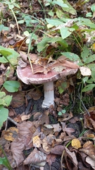 Cortinarius praestans