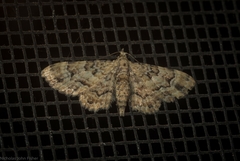 Gymnoscelis lophopus