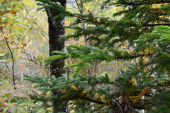 Picea jezoensis jezoensis