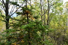 Picea jezoensis jezoensis