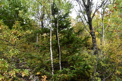 Picea jezoensis jezoensis