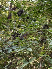 Sambucus nigra