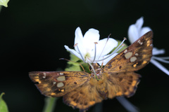 Coladenia indrani