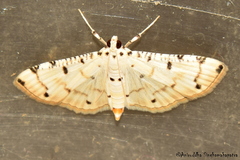 Pycnarmon cribrata
