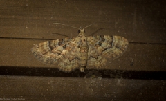 Gymnoscelis lophopus