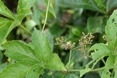 Cissus elongata
