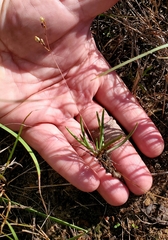 Phemeranthus parviflorus