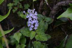 Scutellaria rubropunctata