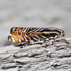 Thaumatographa jonesi