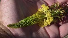 Bulbine latifolia latifolia