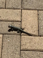 Sceloporus occidentalis