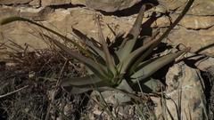 Bulbine latifolia latifolia