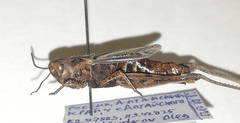 Chorthippus dubius