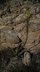 Bulbine latifolia latifolia