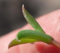 Delosperma inconspicuum