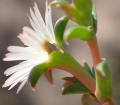Delosperma inconspicuum