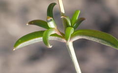 Delosperma inconspicuum