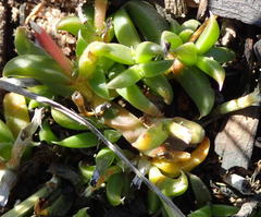 Delosperma inconspicuum