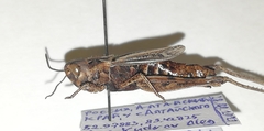 Chorthippus dubius
