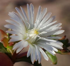 Delosperma inconspicuum