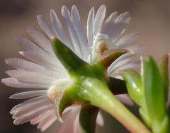 Delosperma inconspicuum