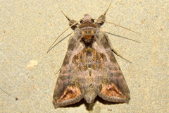 Anadevidia peponis