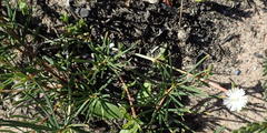 Delosperma inconspicuum