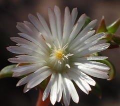 Delosperma inconspicuum