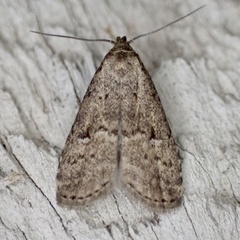 Hypenodes franclemonti