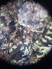 Pseudographis pinicola