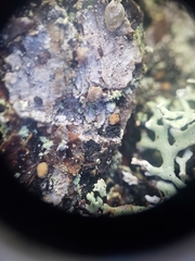 Pseudographis pinicola