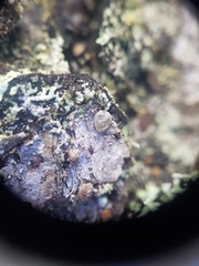 Pseudographis pinicola