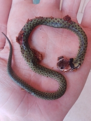 Erythrolamprus typhlus brachyurus