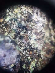 Pseudographis pinicola