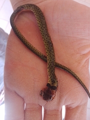 Erythrolamprus typhlus brachyurus