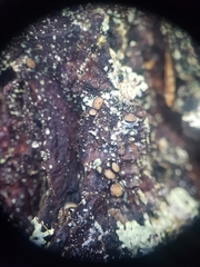 Pseudographis pinicola