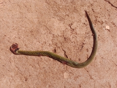 Erythrolamprus typhlus brachyurus