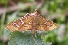 Prophantis