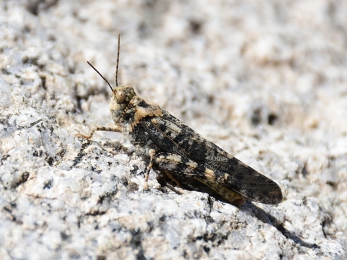 Dancing Grasshopper photo 5