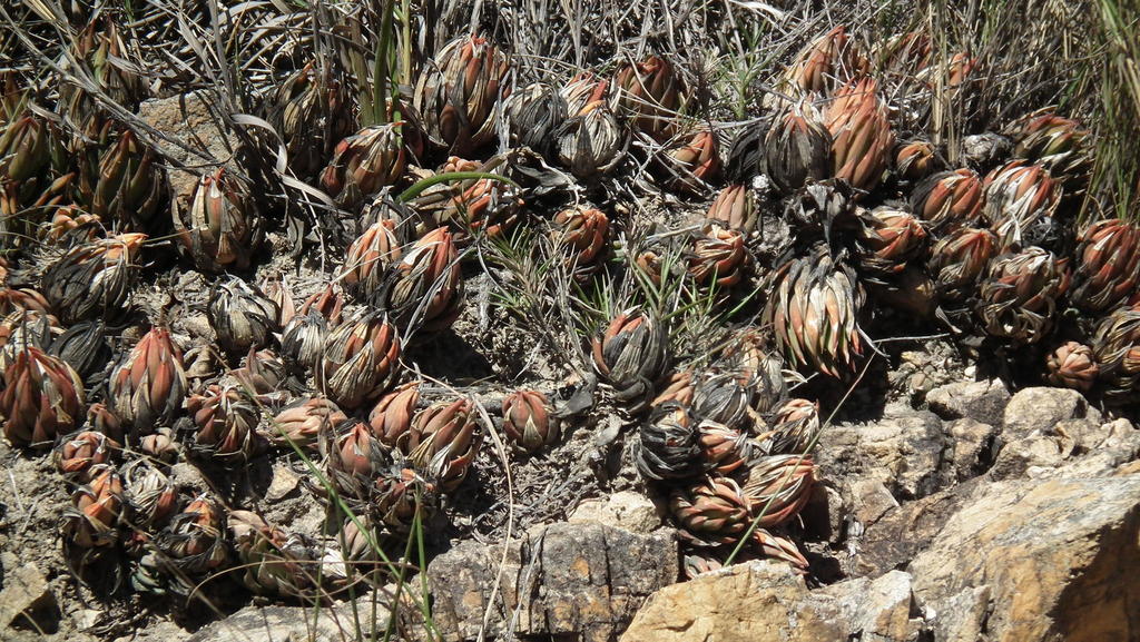 Haworthiopsis glauca, R335 (6)