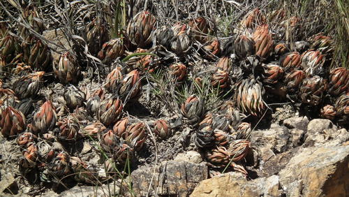 Haworthiopsis glauca