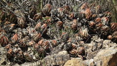 Haworthiopsis glauca