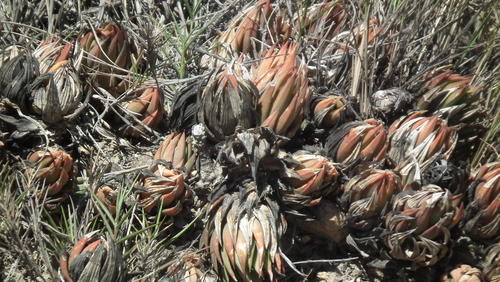 Haworthiopsis glauca