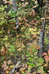Ostericum maximowiczii