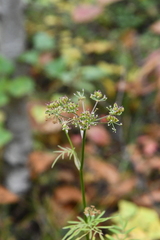 Ostericum maximowiczii
