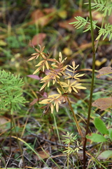 Ostericum maximowiczii