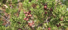 Juniperus phoenicea
