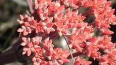 Crassula falcata (Crassula falcata)